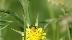 Lasioglossum leucozonium