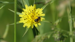 Lasioglossum leucozonium