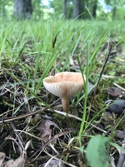 Lactarius imperceptus