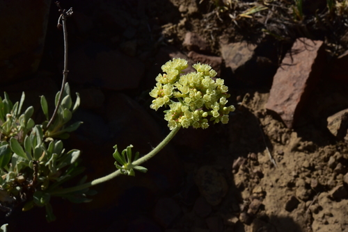 Eriogonum heracleoides var. heracleoides