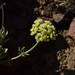 Eriogonum heracleoides heracleoides - Photo (c) Jeff Bisbee, algunos derechos reservados (CC BY-NC), subido por Jeff Bisbee