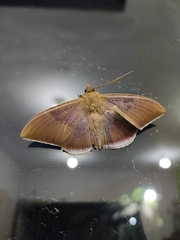 Lepidoptera