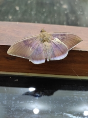 Lepidoptera