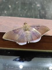 Lepidoptera