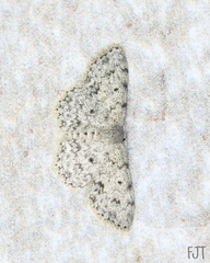 Geometridae
