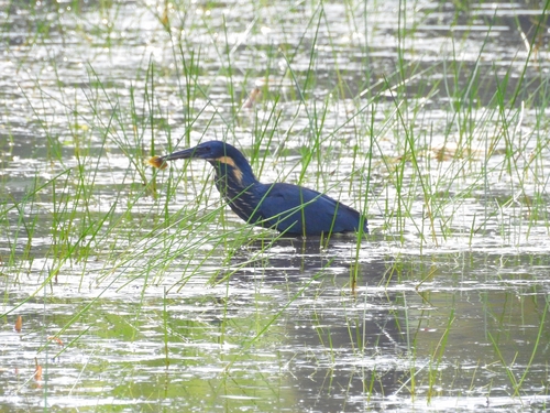 Avetorillo Negro (Botaurus flavicollis)