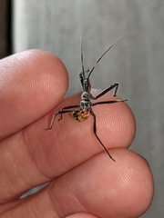Arilus cristatus