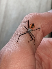 Arilus cristatus