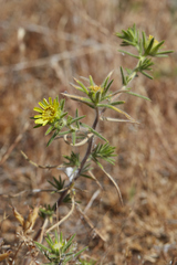 Centromadia fitchii