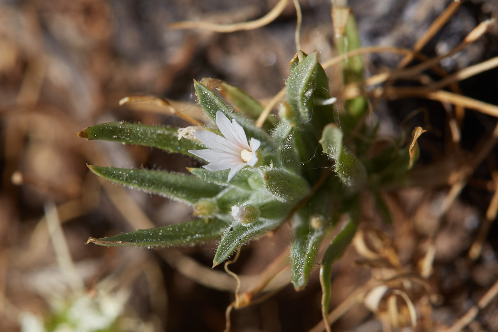 Selfing willowherb (Epilobium cleistogamum)