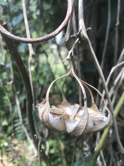 Aristolochia acuminata