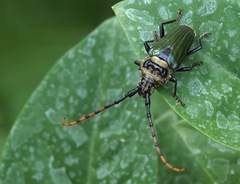 Retrachydes thoracicus