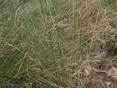 Machaerina rubiginosa