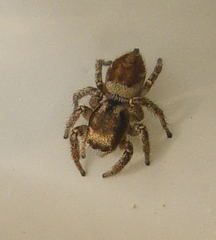Habronattus pyrrithrix
