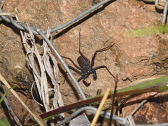 Phrynus whitei