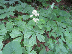 Rodgersia podophylla