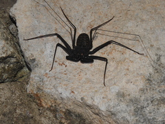 Phrynus whitei
