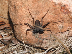 Phrynus whitei