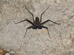 Phrynus whitei