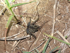 Phrynus whitei