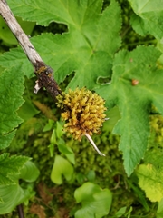 Plenogemma phyllantha