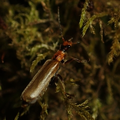 Podabrus cavicollis