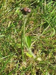 Pilosella aurantiaca