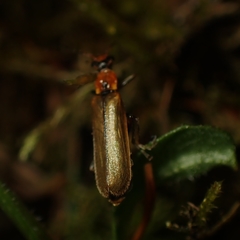 Podabrus cavicollis