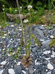 Arabis eschscholtziana