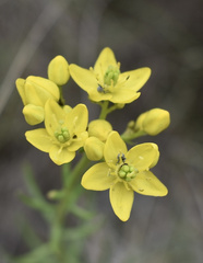 Haplophyllum linifolium
