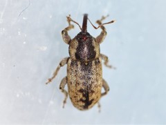 Pachytychius haematocephalus