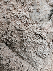 Coccotrema maritimum