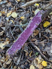 Byssomerulius psittacinus