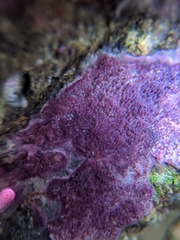 Byssomerulius psittacinus