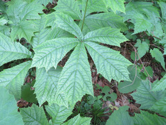 Rodgersia podophylla