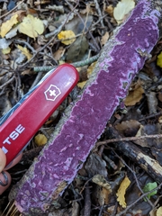 Byssomerulius psittacinus