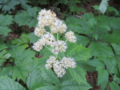 Rodgersia podophylla