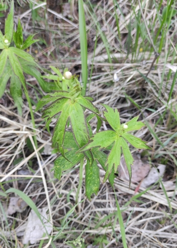 Anemonastrum dichotomum, photograph 3