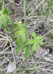Anemonastrum dichotomum, photograph Юлия, CC BY, iNaturalist via GBIF