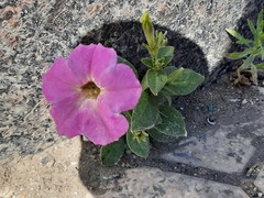 Petunia × atkinsiana