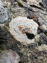 Placopsis lambii