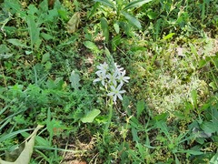Ornithogalum ponticum