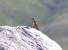 Pseudocordylus microlepidotus