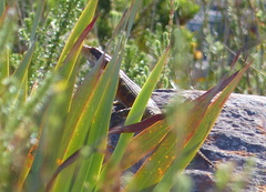 Pseudocordylus microlepidotus