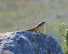 Pseudocordylus microlepidotus