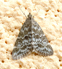 Evergestis sophialis