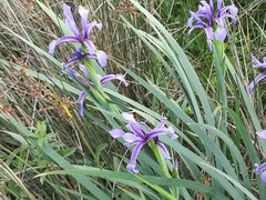 Iris pseudonotha