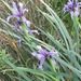 Iris pseudonotha - Photo (c) mallaliev, some rights reserved (CC BY-NC), uploaded by mallaliev