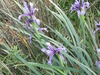 Iris spuria musulmanica - Photo (c) mallaliev, some rights reserved (CC BY-NC), uploaded by mallaliev