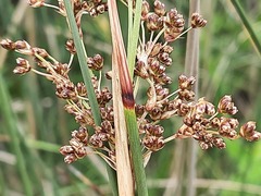 Juncus maritimus